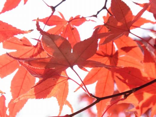 紅葉3