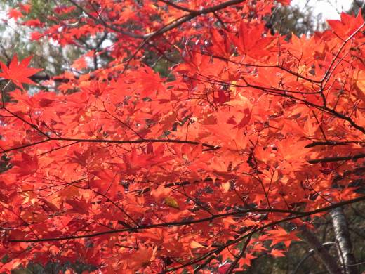紅葉2