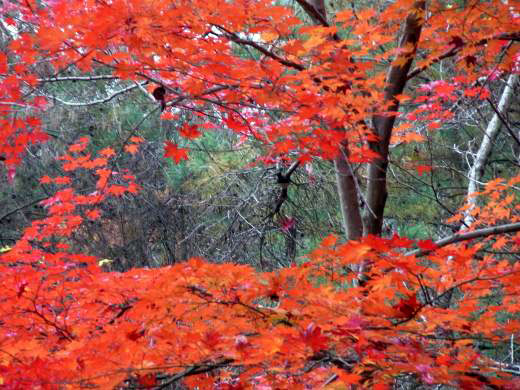 紅葉1