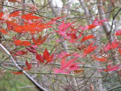 最後の紅葉